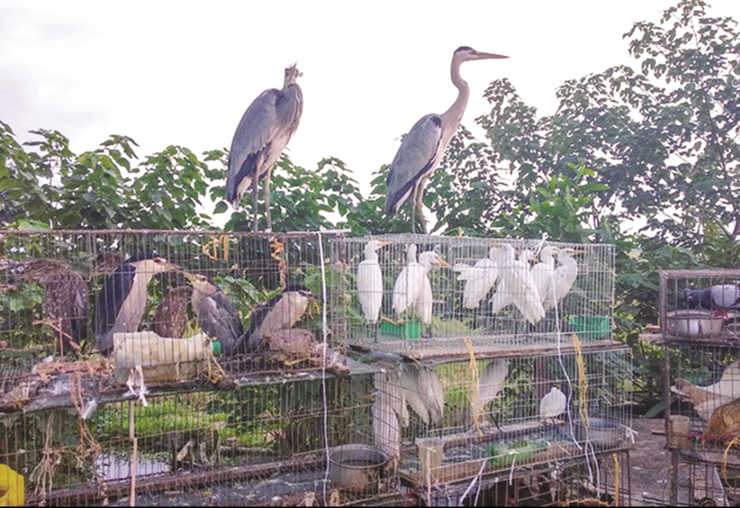 Xử lý nghiêm hành vi săn bắt, buôn bán động vật hoang dã dịp Tết Nguyên đán