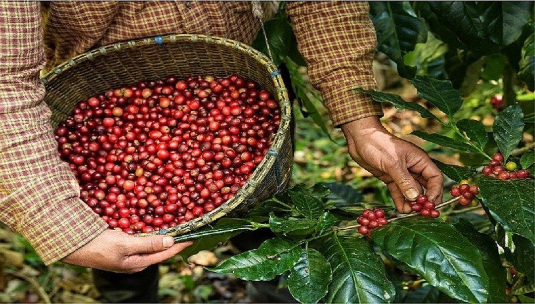 Giá xuất khẩu cà phê Robusta quay về vùng giá cao nhất 28 năm Nguồn cung được bổ sung, "cơn sốt" giá cà phê xuất khẩu quay đầu