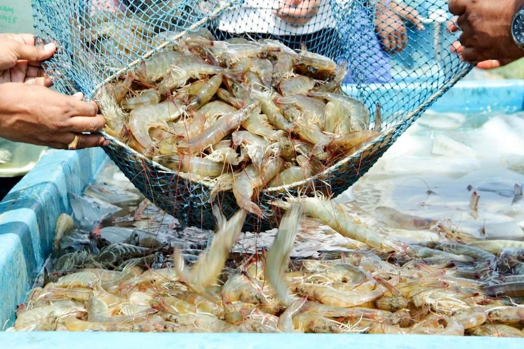 Xuất khẩu thủy sản vào Mỹ khó tránh "chướng ngại vật"