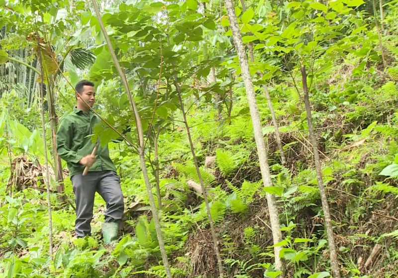 Giảm phụ thuộc vào khai thác khoáng sản, khai thác hiệu quả kinh tế rừng Giảm phụ thuộc vào khai thác khoáng sản, khai thác hiệu quả kinh tế rừng