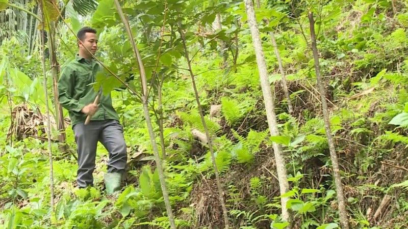 Giảm phụ thuộc vào khai thác khoáng sản, khai thác hiệu quả kinh tế rừng