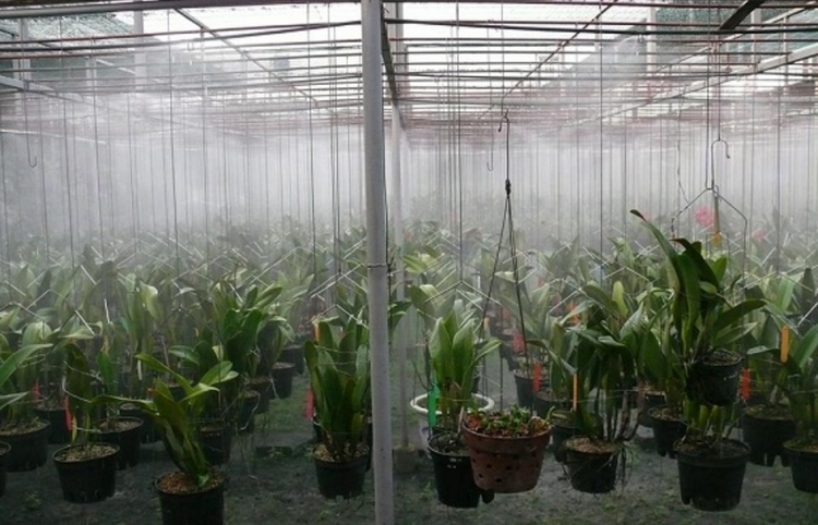 Chuyển đổi số tạo động lực phát triển nông nghiệp thông minh tại Đà Nẵng Chuyển đổi số tạo động lực phát triển nông nghiệp thông minh tại Đà Nẵng