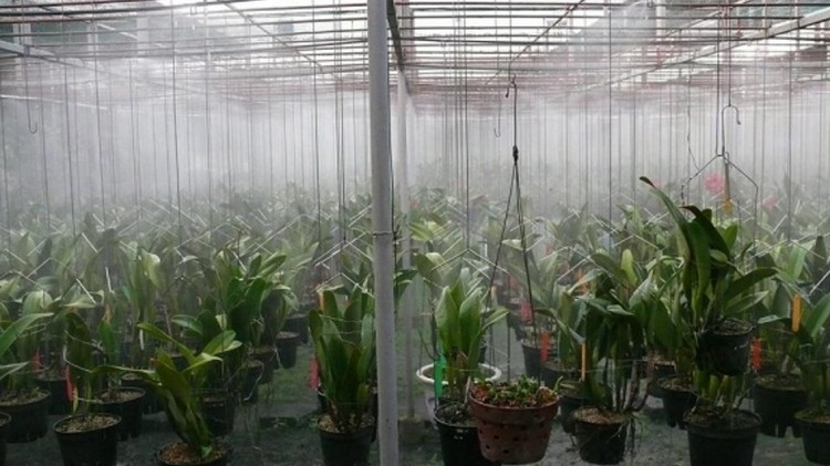 Chuyển đổi số tạo động lực phát triển nông nghiệp thông minh tại Đà Nẵng