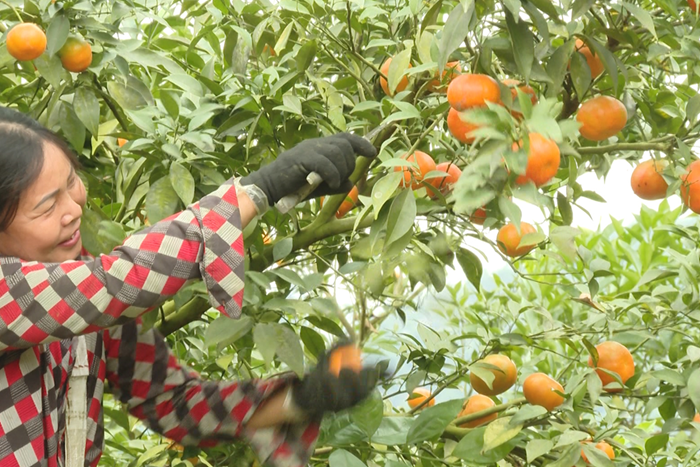 Chuyển đổi xanh - điều kiện tiếp cận phân khúc thị trường giá trị cao