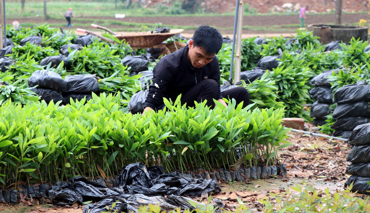 Bảo đảm nguồn giống nâng cao chất lượng cây trồng Bảo đảm nguồn giống nâng cao chất lượng cây trồng