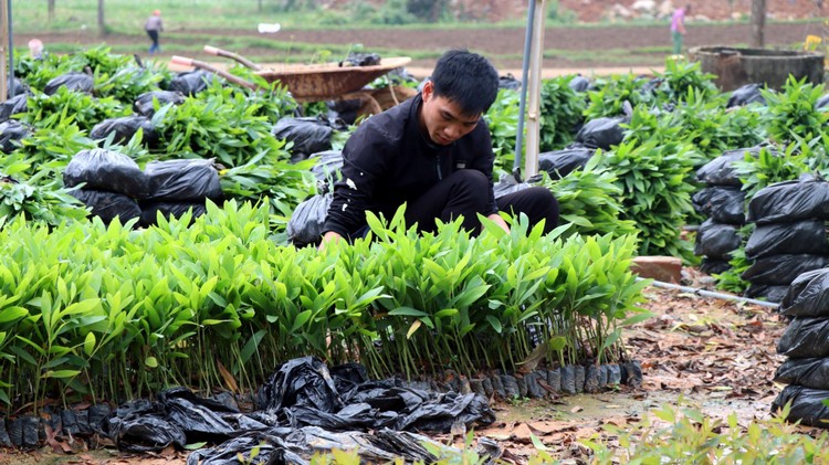 Bảo đảm nguồn giống nâng cao chất lượng cây trồng