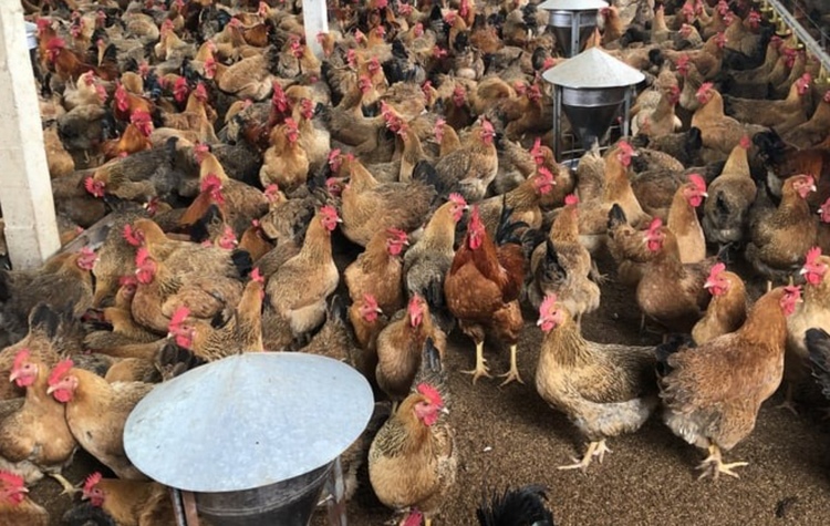 Giảm ô nhiễm môi trường trong phát triển chăn nuôi