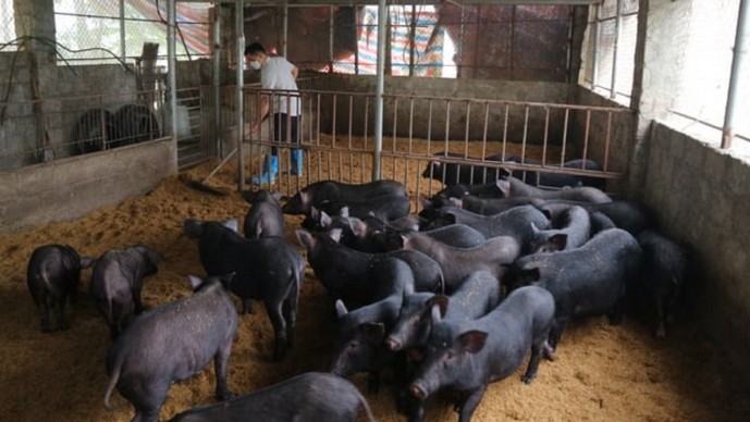 Giảm ô nhiễm môi trường trong phát triển chăn nuôi