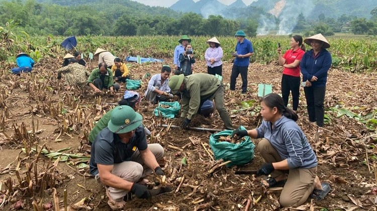 Bảo vệ môi trường trong sản xuất, chế biến dong riềng