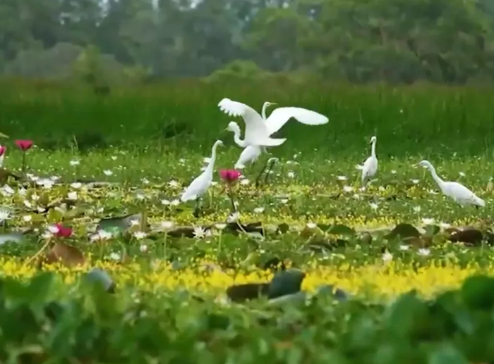 Nguyên tắc bảo vệ loài nguy cấp, quý hiếm Nguyên tắc bảo vệ loài nguy cấp, quý hiếm
