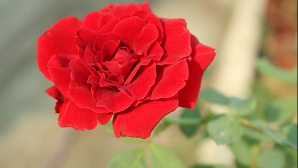 Tử vi vòng quay công nghệ ngày 19/1/2026: Tuổi Sửu phát triển tốt đẹp, tuổi Tý hao tài tốn của