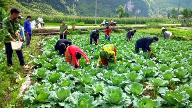 Nhân rộng các mô hình trồng rau theo tiêu chuẩn an toàn