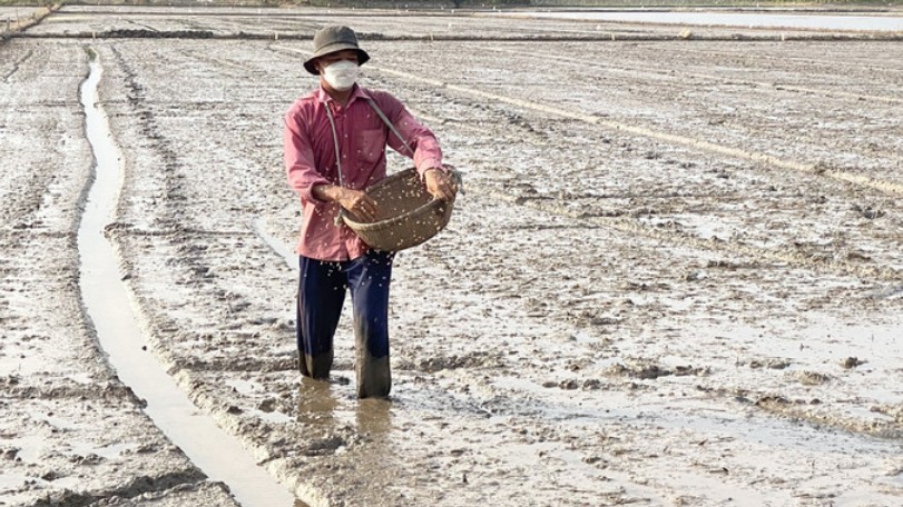 Vĩnh Long xuống giống hơn 83.000ha vụ lúa Đông Xuân
