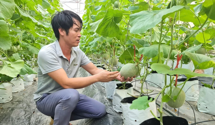 Công nghệ cao góp phần nâng cao giá trị nông sản tại Nghệ An Công nghệ cao góp phần nâng cao giá trị nông sản tại Nghệ An