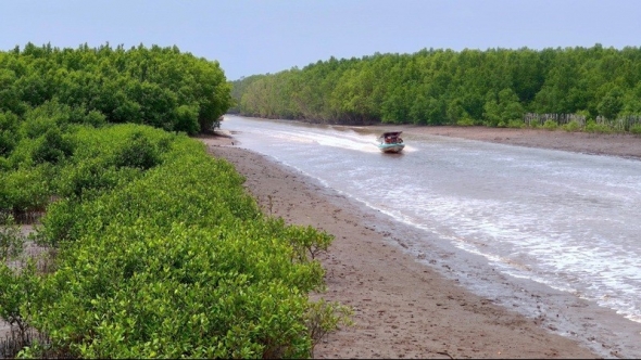 Nâng cao chất lượng rừng phòng hộ Đất Mũi