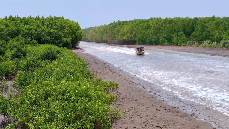 Nâng cao chất lượng rừng phòng hộ Đất Mũi
