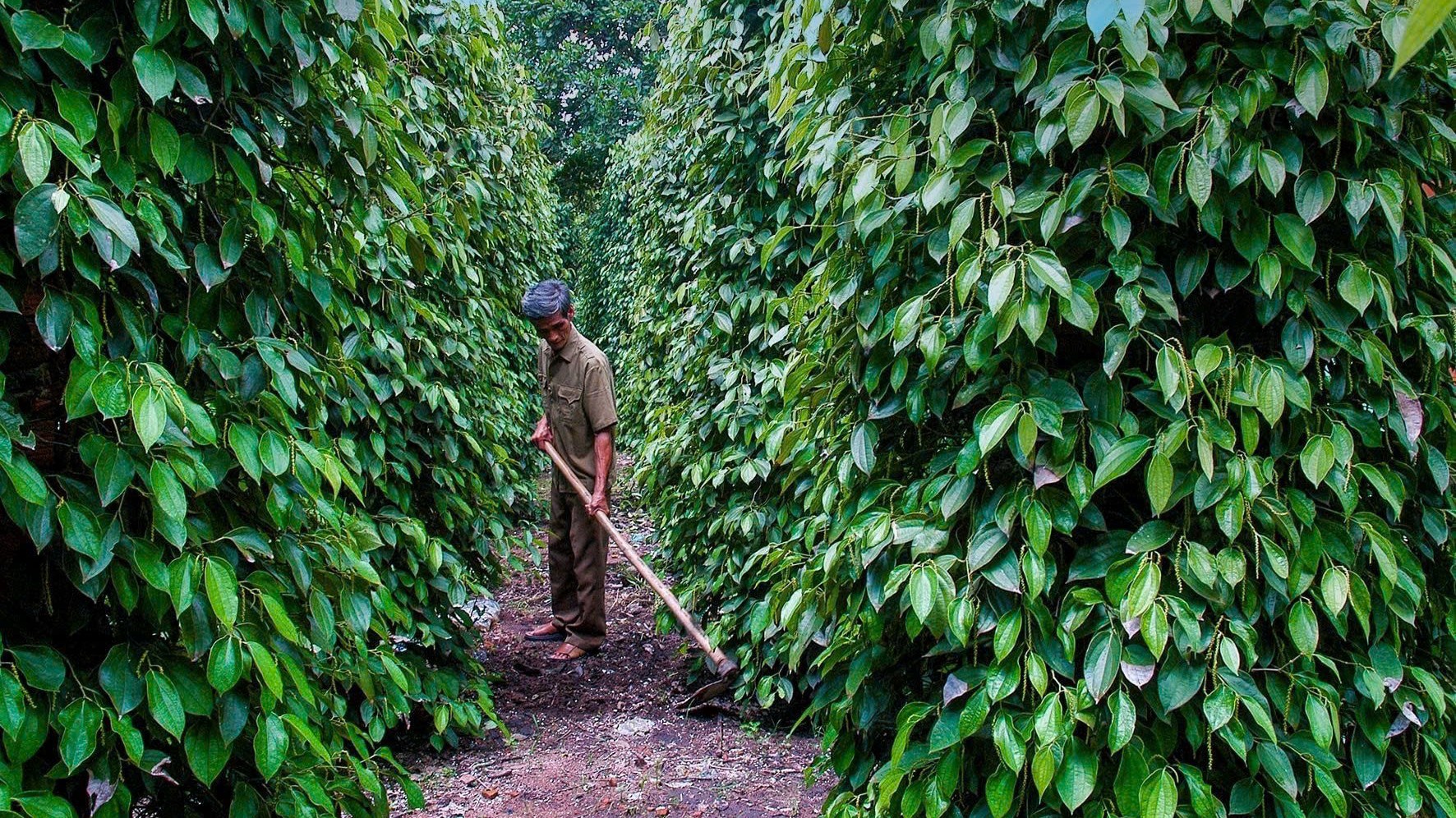 Giá tiêu hôm nay 29/1: Trong nước đi ngang, thế giới biến động nhẹ