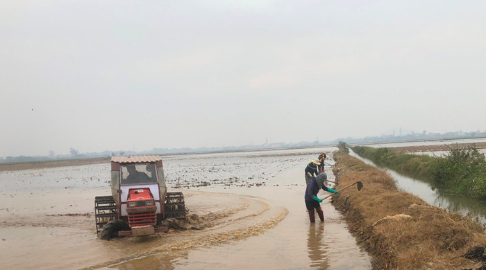 Chạy đua gieo cấy lúa trước Tết Chạy đua gieo cấy lúa trước Tết