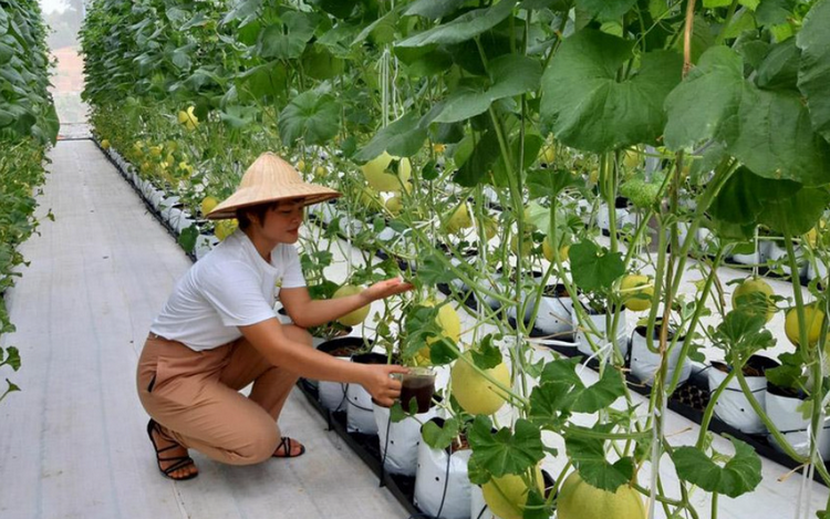 Ứng dụng công nghệ số mở rộng kênh tiêu thụ sản phẩm OCOP