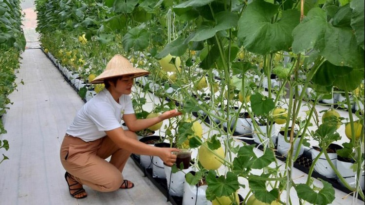 Ứng dụng công nghệ số mở rộng kênh tiêu thụ sản phẩm OCOP