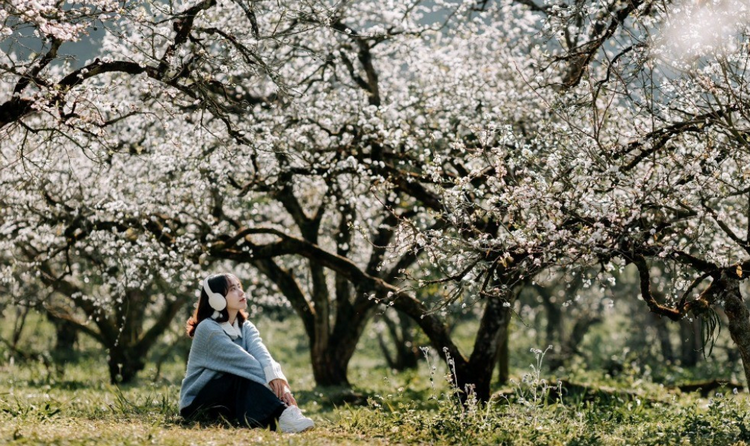 Mộc Châu mùa hoa mận Mộc Châu mùa hoa mận