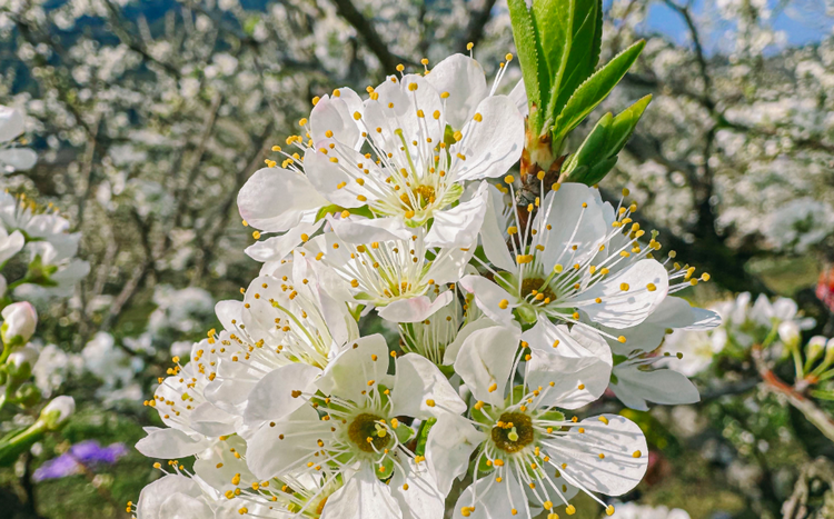 Mộc Châu mùa hoa mận Mộc Châu mùa hoa mận