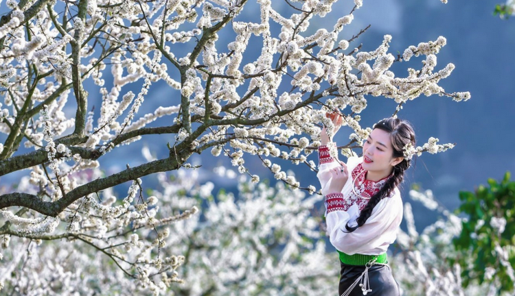 Mộc Châu mùa hoa mận Mộc Châu mùa hoa mận