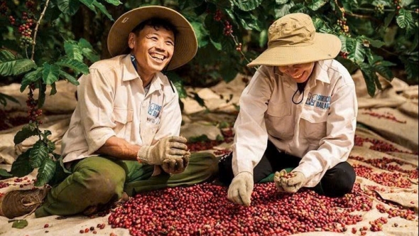 Giá cà phê hôm nay 31/1: Đảo chiều, robusta bật tăng trở lại