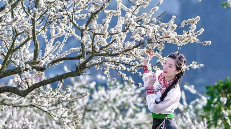 Mộc Châu mùa hoa mận