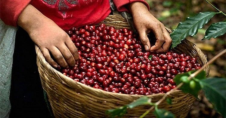 Giá cà phê hôm nay 1/2: Giá trong nước giảm, giá Arabica tăng Giá cà phê hôm nay 1/2: Arabica tăng cao