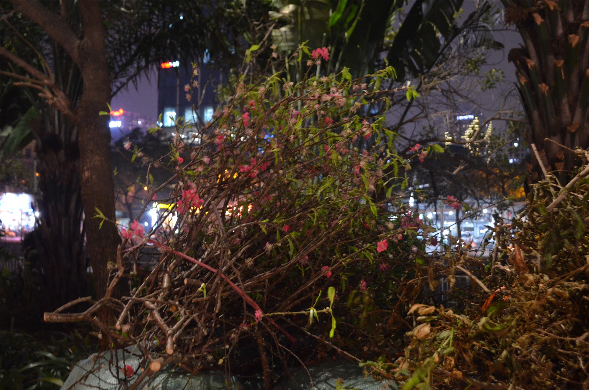 Hết Tết, “xác” đào la liệt đường phố Hà Nội