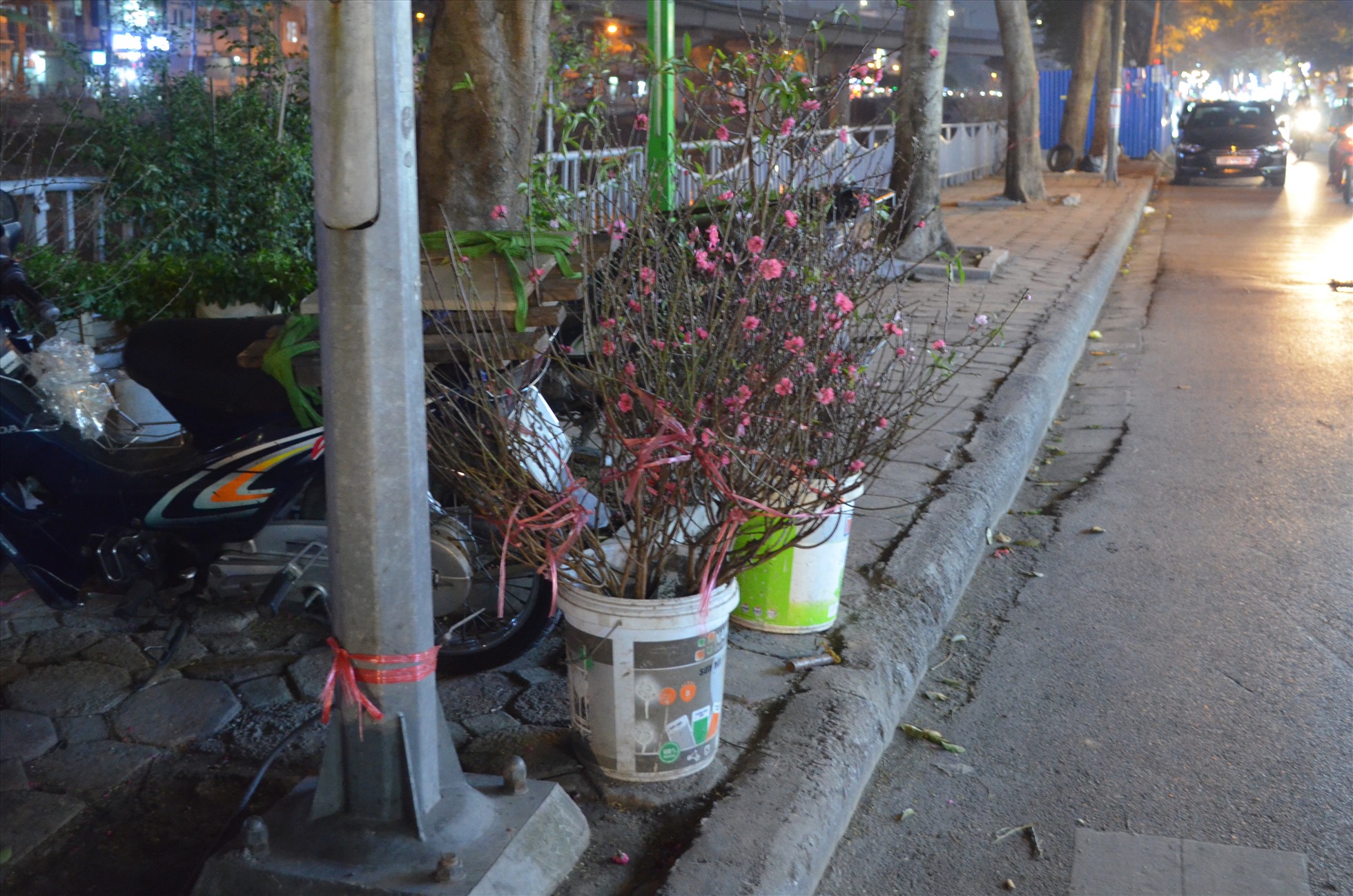 Hết Tết, “xác” đào la liệt đường phố Hà Nội