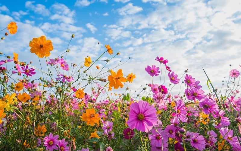 Tử vi ngày 9/2/2023: Tuổi Sửu chớ nên bướng bỉnh, tuổi Mão dẫn dắt mọi người