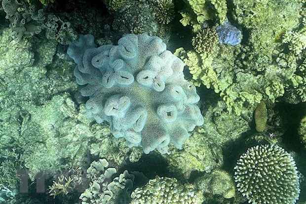 Australia hủy dự án khai thác than để bảo vệ Rạn san hô Great Barrier Australia hủy dự án khai thác than để bảo vệ Rạn san hô Great Barrier