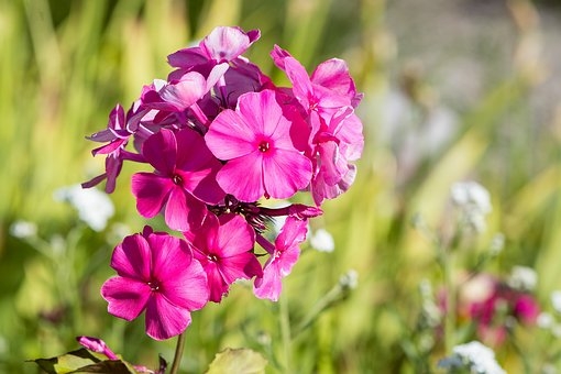 Tử vi ngày 20/2/2023: Tuổi Tý gặp nhiều vướng mắc, tuổi Hợi thành công xuất sắc