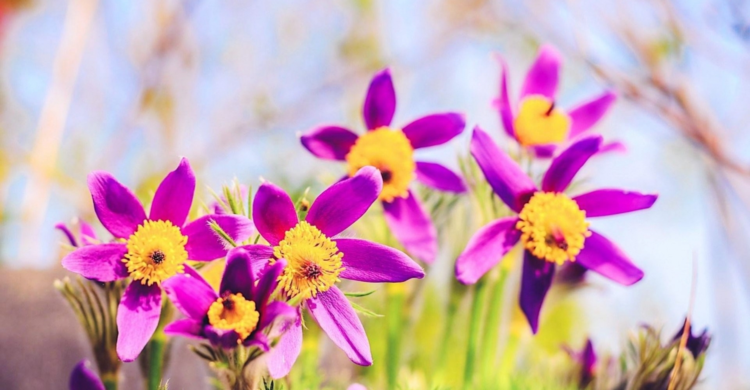 Tử vi ngày 25/2/2023: Tuổi Ngọ công việc chuyển biến, tuổi Tuất nên thuận tự nhiên