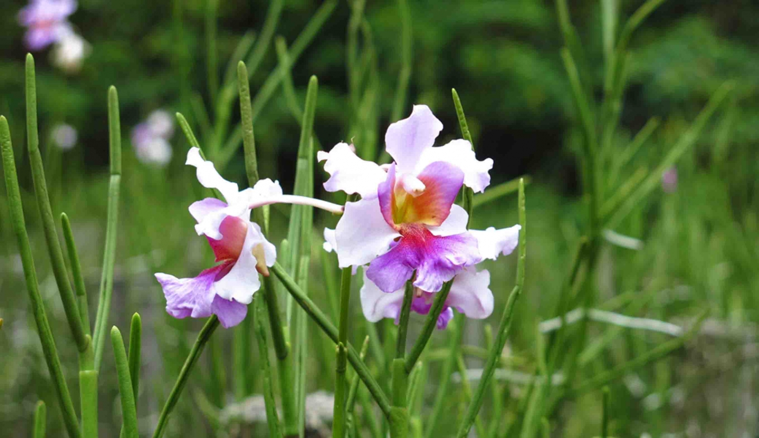 Tử vi ngày 25/2/2023: Tuổi Ngọ công việc chuyển biến, tuổi Tuất nên thuận tự nhiên