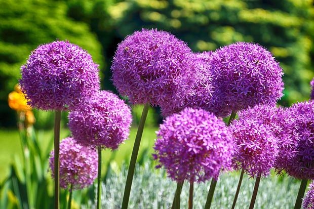 Tử vi ngày 26/2/2023: Tuổi Sửu tài lộc bất ngờ, tuổi Hợi quý nhân soi đường