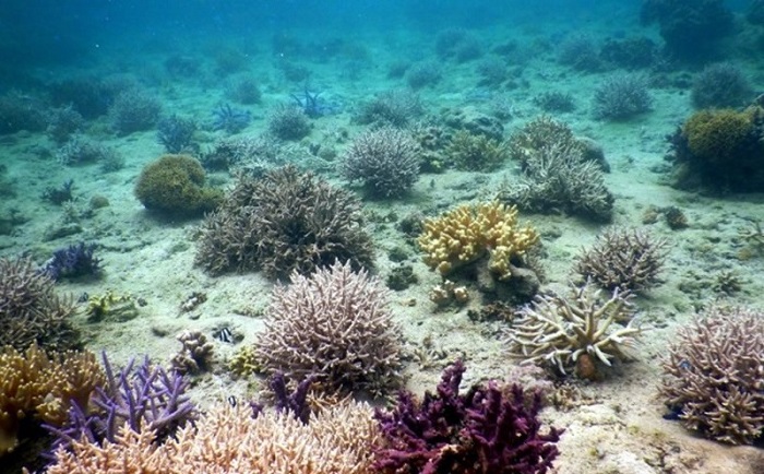 WWF kêu gọi các quốc gia nỗ lực hành động bảo vệ các đại dương