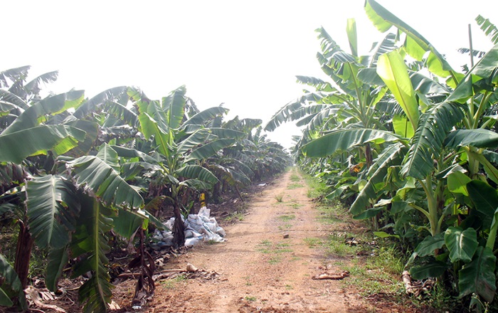 Xây dựng, quản lý mã số vùng trồng nông sản xuất khẩu Xây dựng, quản lý mã số vùng trồng nông sản xuất khẩu