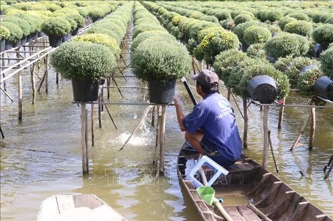 Giá hoa xuống thấp, thời tiết bất lợi khiến nhiều nhà vườn thất thu Chú thích ảnh