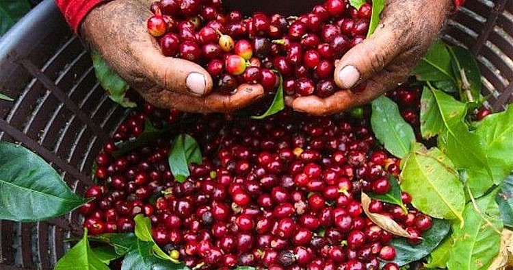 Nguồn cung được cải thiện, giá cà phê xuất khẩu giảm phiên thứ ba liên tiếp Nguồn cung được cải thiện, giá cà phê xuất khẩu giảm phiên thứ ba liên tiếp
