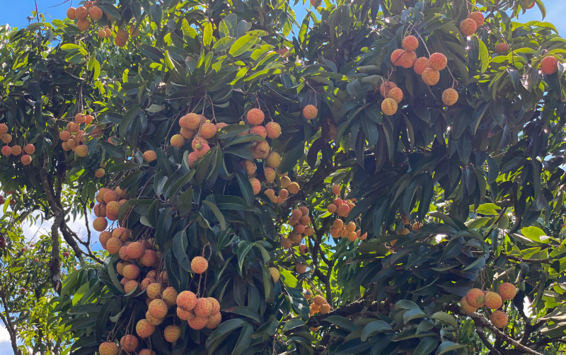 Nông sản Việt: Phát triển hệ thống dịch vụ logistics nâng cao chất lượng và năng lực cạnh tranh Nông sản Việt: Phát triển hệ thống dịch vụ logistics nâng cao chất lượng và năng lực cạnh tranh