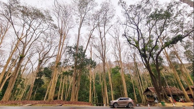 Hơn nửa triệu ha rừng tại Nghệ An được hưởng dịch vụ môi trường rừng