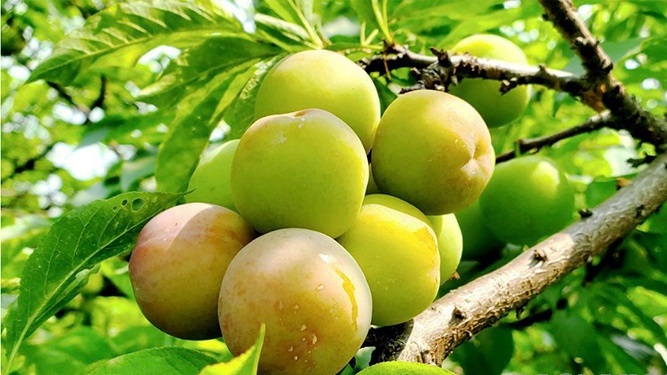 Bảo tồn và phát triển nguồn gen mận cơm tại Lạng Sơn Bảo tồn và phát triển nguồn gen mận cơm tại Lạng Sơn