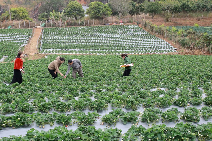 Phấn đấu tăng trưởng GDP quý I/2026 đạt khoảng 8%