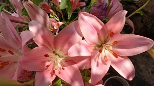 Tử vi vòng quay công nghệ ngày 10/2/2026: Tuổi Mùi tài chính dư dả, tuổi Tuất gặp trục trặc