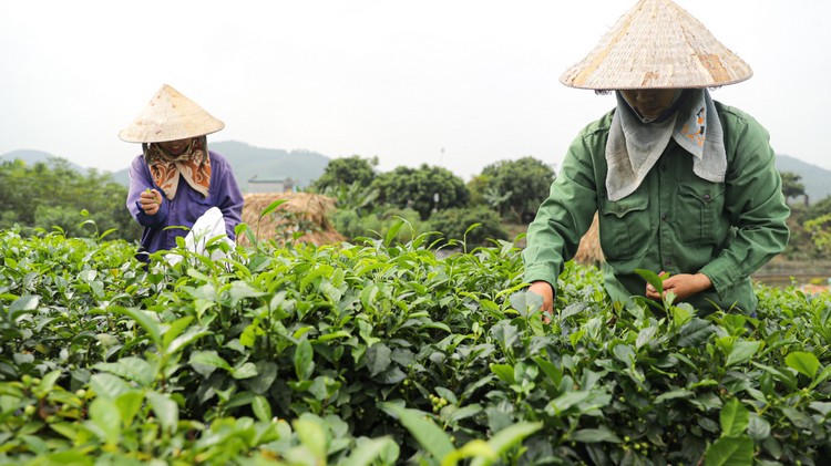 Chè Thái Nguyên “hút khách” dịp Tết