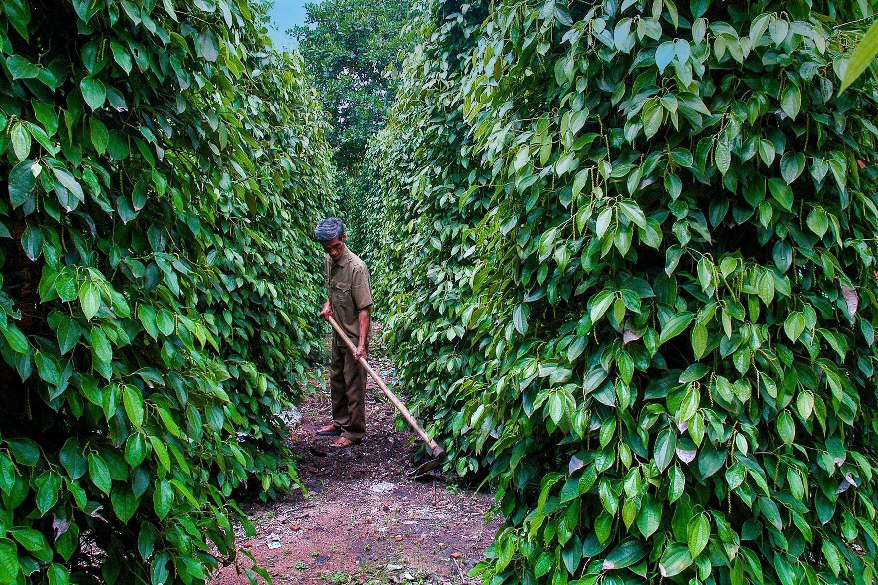 Giá tiêu hôm nay 14/2: Trong nước hạ nhiệt, Indonesia đảo chiều giảm sau hai phiên tăng Giá tiêu hôm nay 14/2: Trong nước hạ nhiệt, Indonesia đảo chiều giảm sau hai phiên tăng