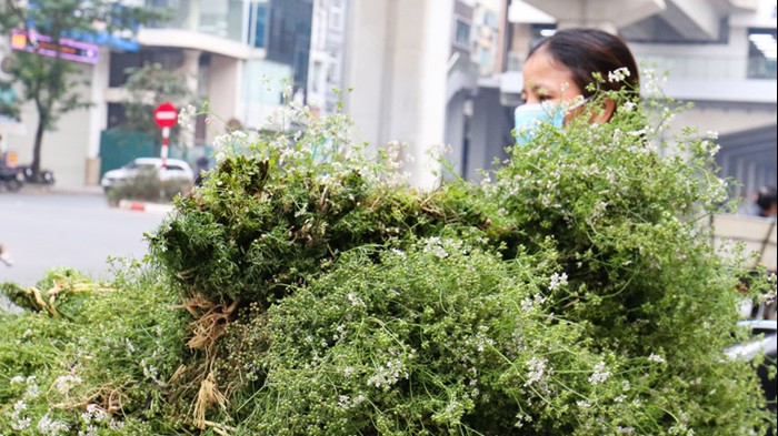 Mùi già - Hương vị đặc trưng chiều cuối năm